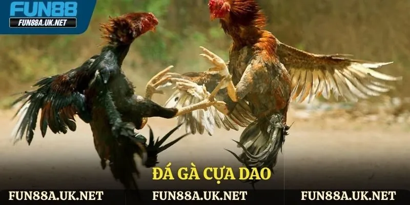 Đá gà cựa dao