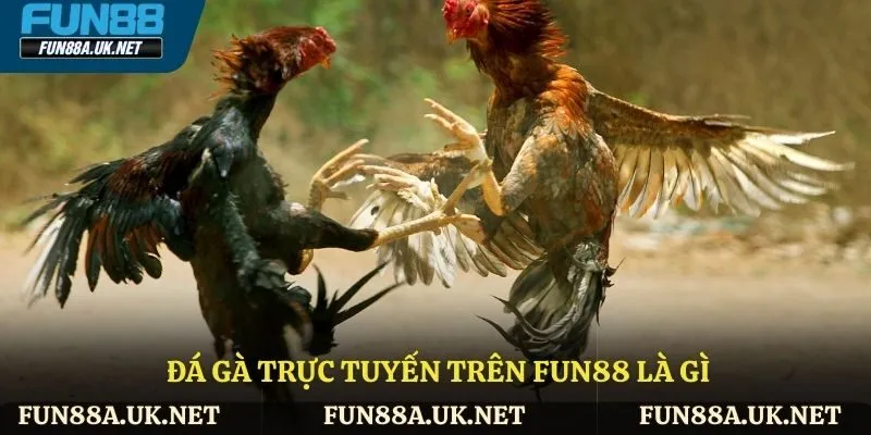 Đá gà trực tuyến trên FUN88 là gì?