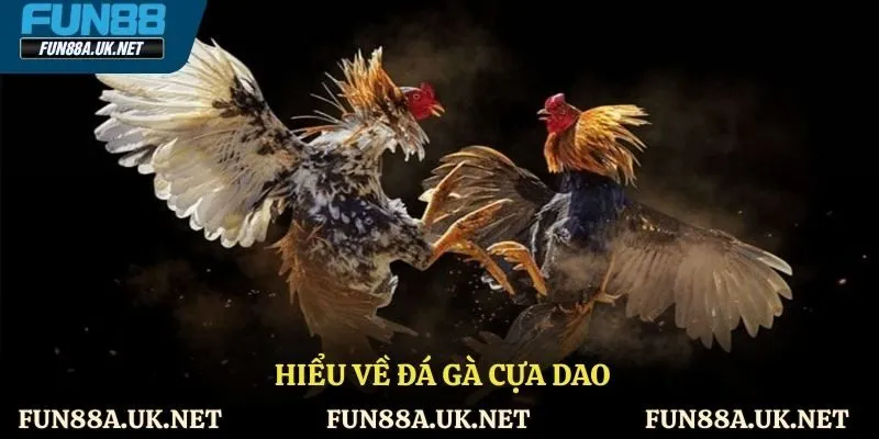 Hiểu về đá gà cựa dao