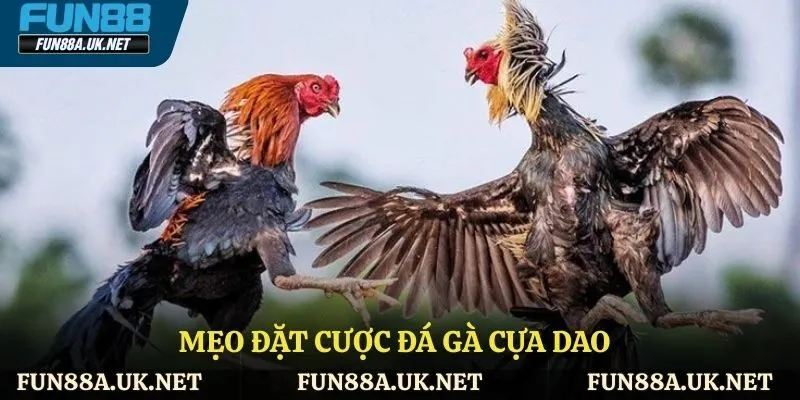 Mẹo đặt cược đá gà cựa dao chuẩn xác