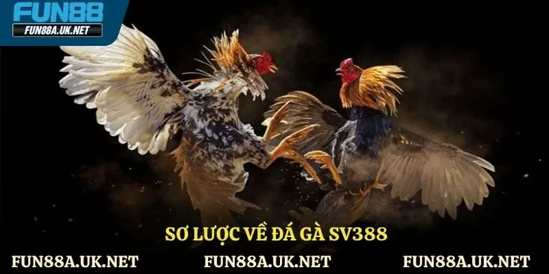 Sơ lược về đá gà Sv388
